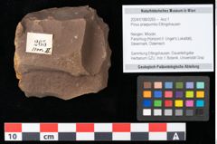 Foto (Objekt + Etikett) von Pinus praepumilio Ettingshausen (NHMW-GEO-2024-0188-0265)